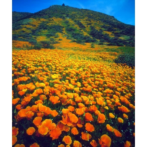 California, Lake Elsinore California poppies